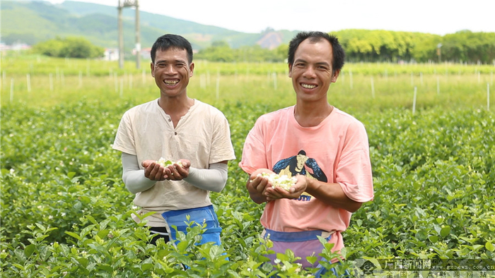 横县贺桂村村民捧着茉莉花开心地笑了。广西新闻网记者 金凯乐 摄