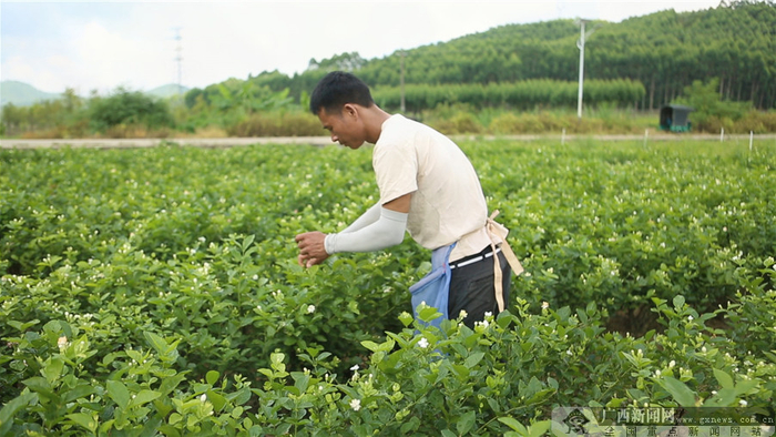 横县校椅镇贺桂村村民、贫困户种植茉莉花实现就业增收。广西新闻网记者 金凯乐 摄