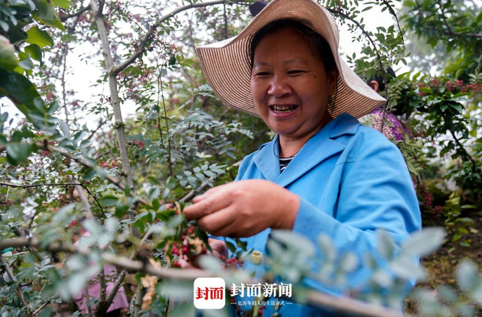 采摘花椒的椒农