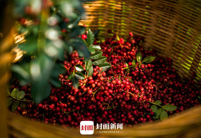 满是椒香的新鲜花椒