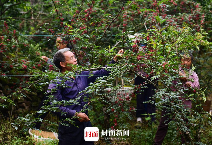 采摘花椒的椒农