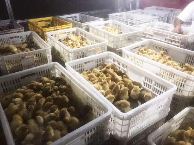 去年行情火爆的鸡市，在今年迎来了“降温”。图为四川绵竹一家代孵场近日孵化出的小鸡&nbsp;每经记者 胥帅 摄