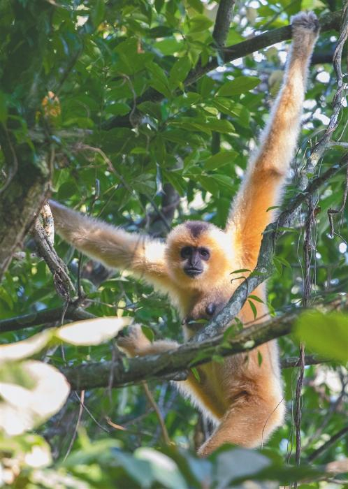 在白沙青松乡斧头岭树上活动的海南长臂猿  记者 李天平摄