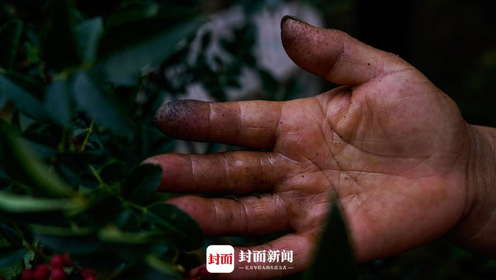 椒农手上满是花椒油脂和伤痕