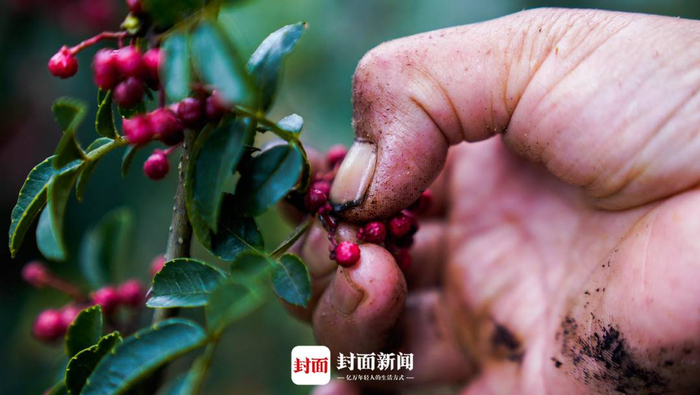 采摘花椒需要从底部轻轻拉起