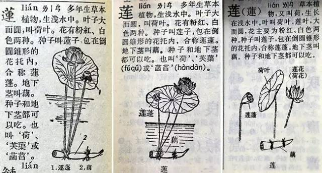 △“莲”字在《新华字典》不同版本中，解释略有微调，配图也多次修改。