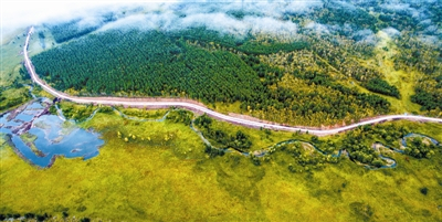 内蒙古大兴安岭开发建设以来，累计完成人工更新造林2000万亩，图为已郁闭成林的落叶松人工林。