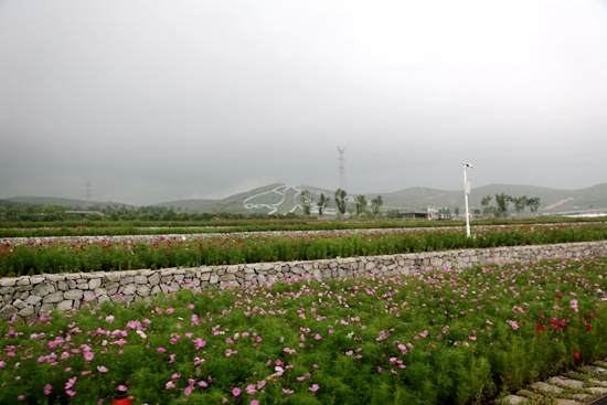 改造后的天骏山生态修复及景观项目鲜花遍地。吴楠摄