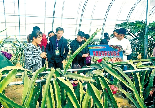  位于陕西杨凌国家农业高新产业示范区的“青皮她园”火龙果种植基地的负责人王艳（左一）为客户讲解火龙果种植技术。