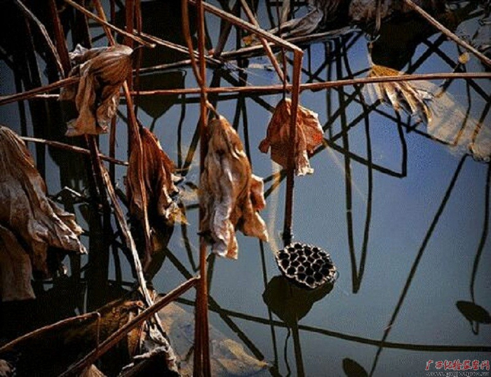 残荷虽败，余韵残蓬，清风透骨