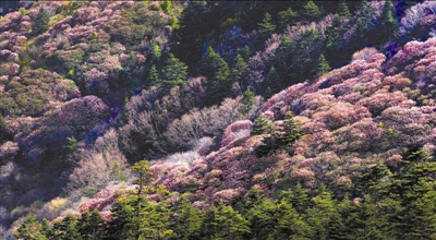 亚高山地带粉红杜鹃花海 姜勇摄
