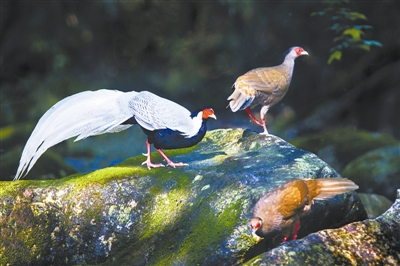 钱江源国家公园体制试点区内白鹇悠闲自在 徐良怀摄