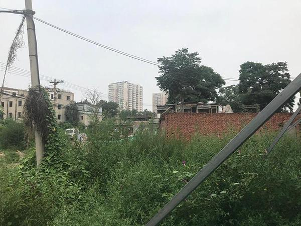 榴乡路西侧平房区域杂草 苗诗雨 摄