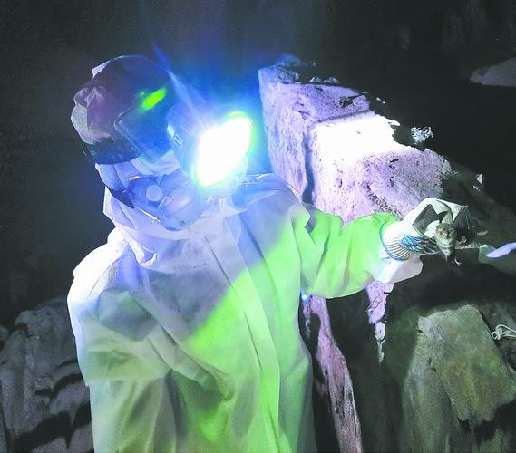 ▲周旭明团队在云南普洱观音洞进行蝙蝠生物学背景研究