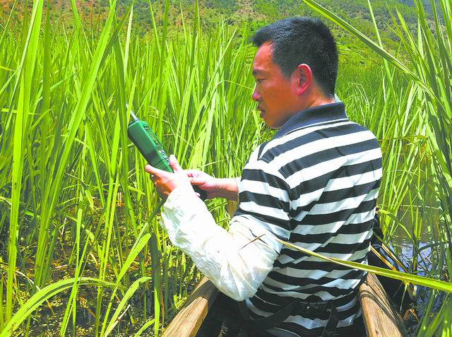 ▲刘宣调查牛蛙入侵栖息地状况