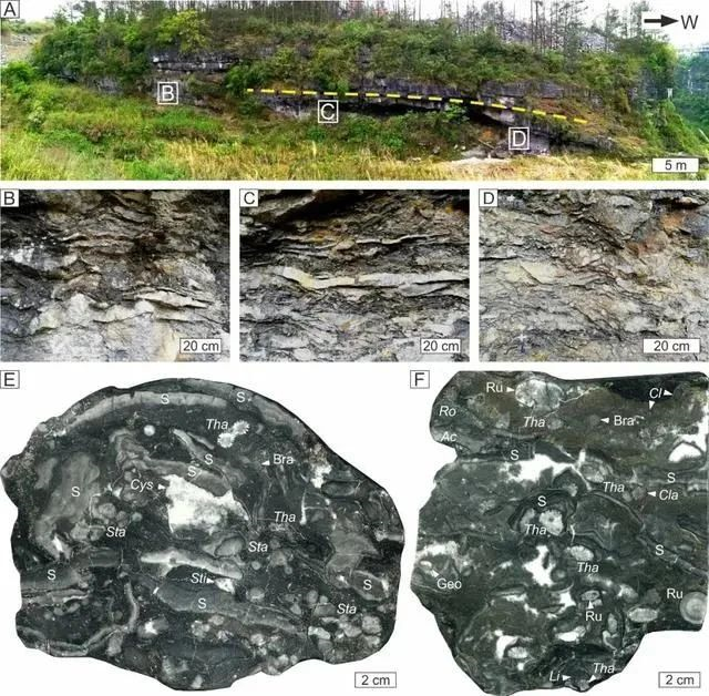 图片来源：中科院南京地质古生物研究所