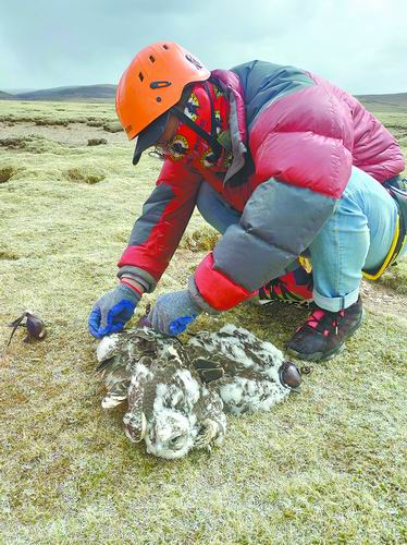 ▲研究人员在三江源国家公园给猛禽戴上环志
