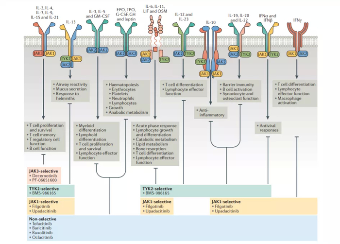 ▲针对不同JAK的效果