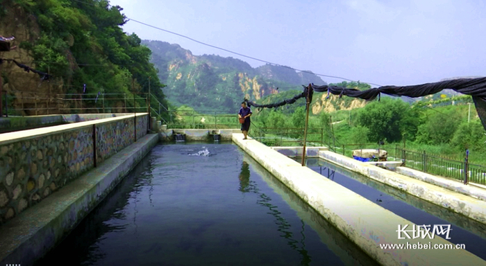 吕涛养殖虹鳟鱼。