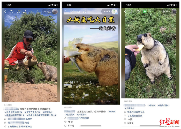 ↑一些短视频晒出徒手喂土拨鼠
