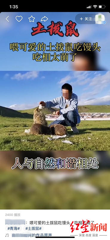 ↑短视频晒出徒手喂土拨鼠，展现人与自然和谐相处