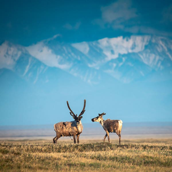 △北极动物保护区的北美驯鹿 图片来源：《纽约时报》