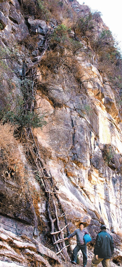 “悬崖村”的老藤梯。