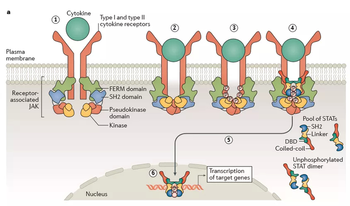 ▲通过I型和II型细胞因子受体发出信号