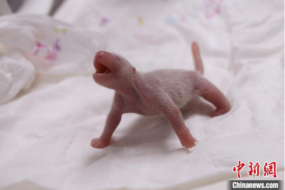 来自中国的熊猫夫妇“爱宝”“乐宝”在韩国产下一只小熊猫，身高16.5厘米、体重197克。（三星爱宝乐园 摄）