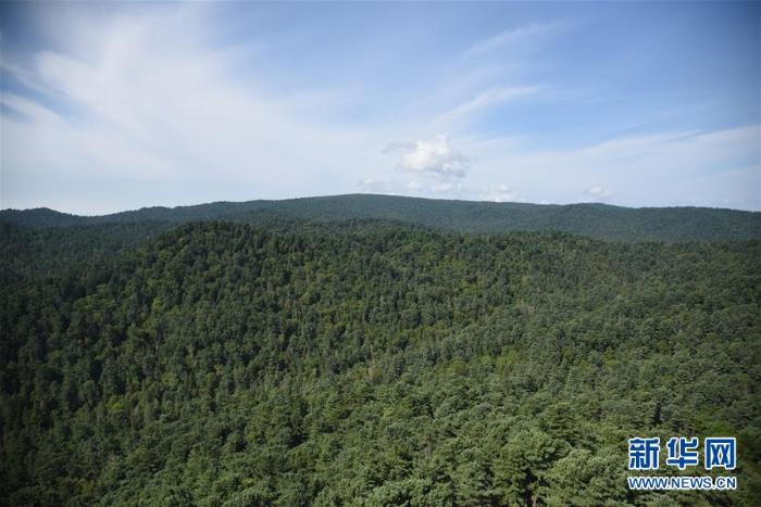 这是8月13日拍摄的黑龙江丰林国家级自然保护区内景色  新华社记者 杨喆摄