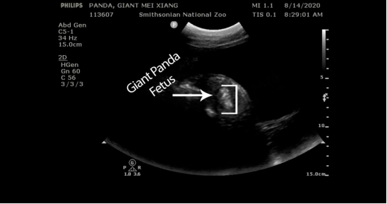 美国国家动物园公布了美香的超声检查图像，疑似发现胎儿。（图片来源：美国国家动物园官网）