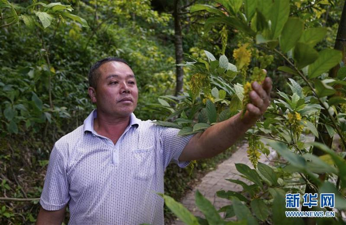 在金秀县共同种养专业合作社，创业致富带头人赵成品在检查黄花倒水莲长势（7月21日摄）。新华社记者 杨驰 摄