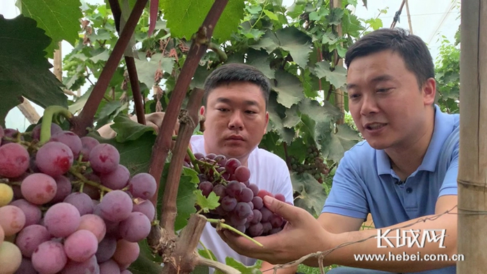 摩尔多瓦葡萄是酒食两用葡萄，颜色好，出汁率高，非常受市场欢迎。长城网记者 路钦淋 摄