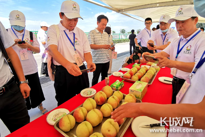 参会嘉宾纷纷拿起手机拍摄蜜桃。长城网记者 张梅胜 摄