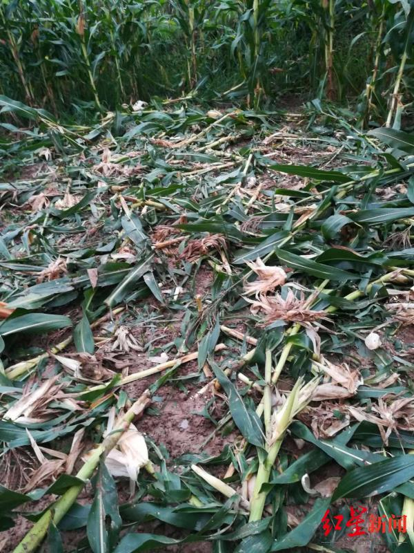 ↑玉米地遭殃。