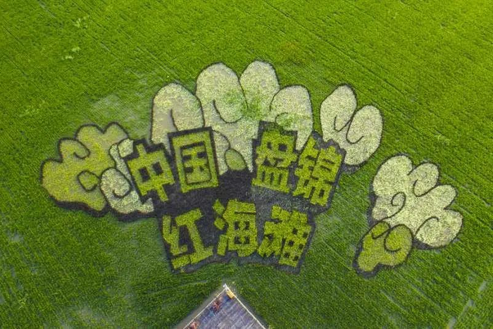 红海滩稻田画艺术。窦芳平摄