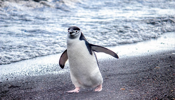 图片来源：Pexels-Dick Hoskins