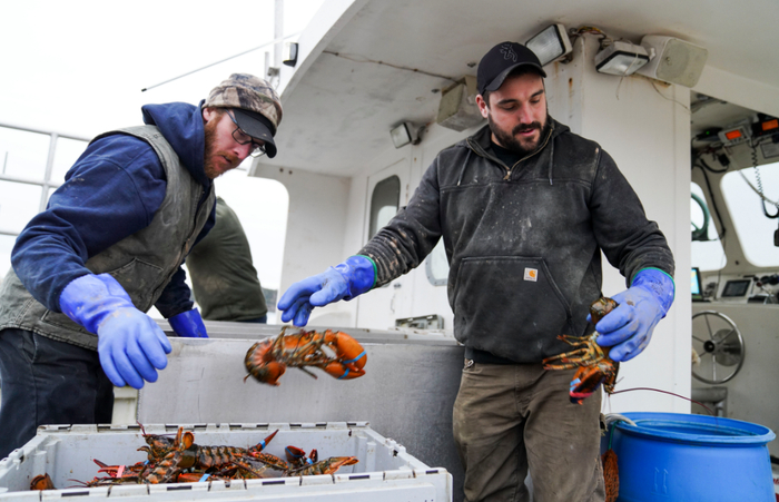 ↑图为在美国缅因州海港小镇斯托宁顿的一个码头，渔民将捕捞到的龙虾按大小分类装箱。新华社发