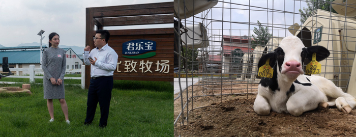 ▲8月20日，拼多多百亿补贴直播间走进君乐宝，工厂负责人为直播观众详细讲解一罐好奶粉的全链路诞生过程。（穆功 摄）