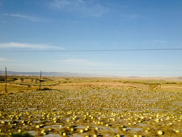 ▲ 甘肃靖远的籽瓜田。从车窗望出去，满地籽瓜仿佛随着车轮一同向前滚动。摄影/密林