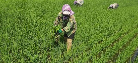 当地农民在稻田中人工除草（受访者供图）