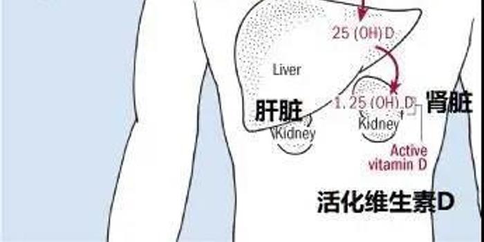 经常晒太阳可以促进维生素d合成 预防癌症 手机新浪网