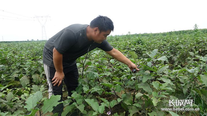 曾经的种草大户张阳建已变身种菜大户。长城网记者 吴新光 摄