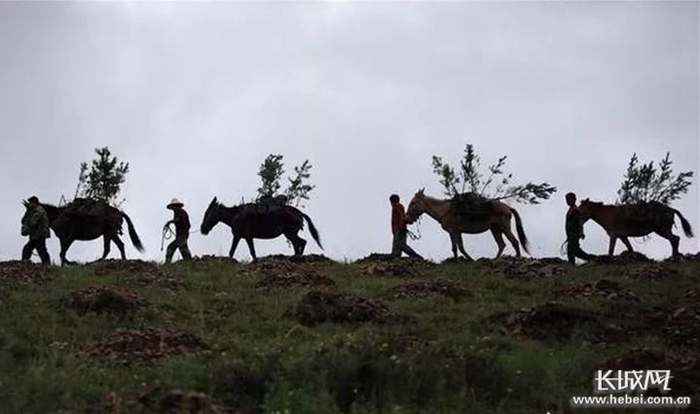 千松坝林场雨季造林期间，工人往山上运送树苗。