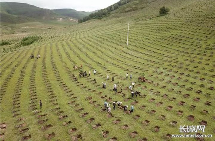 千松坝林场雨季造林场景。 