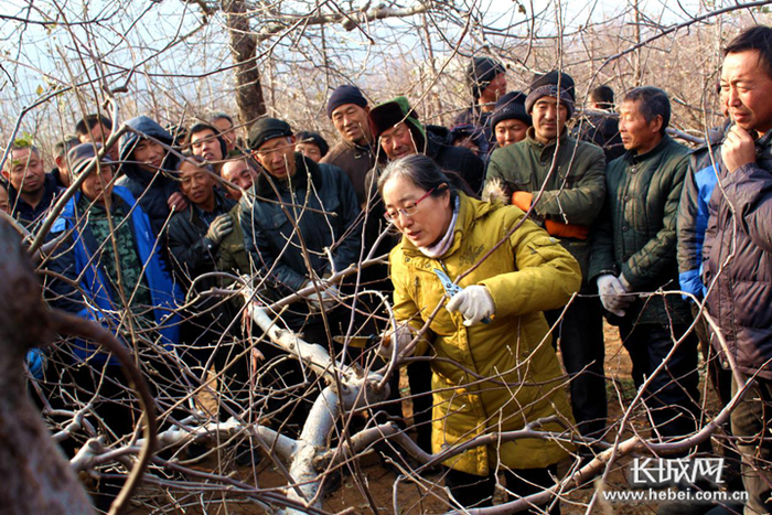 河北农业大学齐国辉教授在向山区群众传授果树修剪技术。
