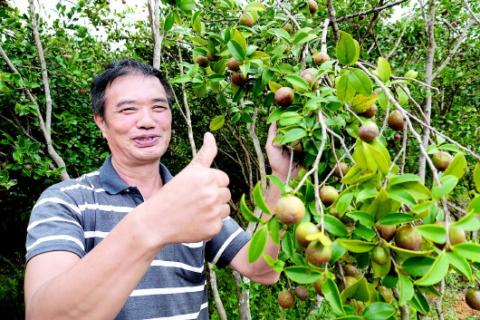 册亨县落江村村民对丰产的油茶赞不绝口