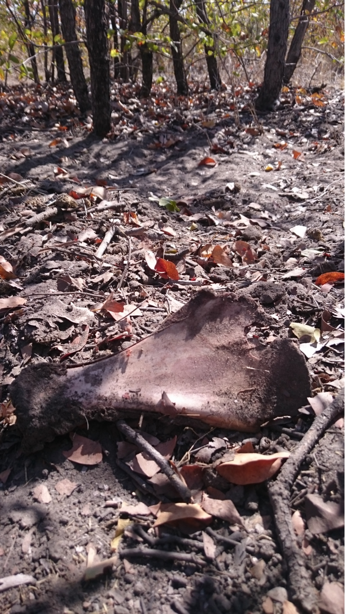 被狮子吃完之后余下的小牛骨头 图源：experiment.com