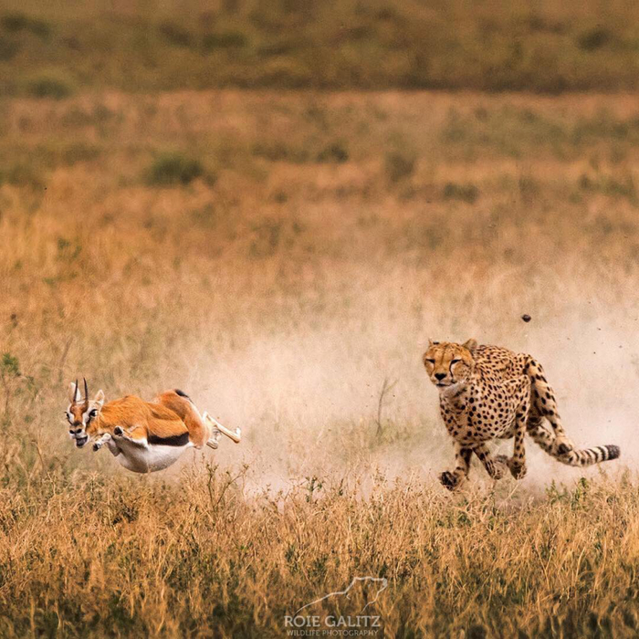 图源：Roie Calitz