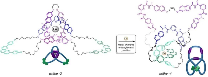 ▲分子31结内部结点运动行为